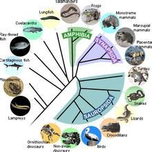 現代生物進化理論_360百科